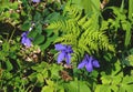 A green plant with blue flowers in a garden