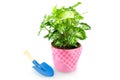 Green plant with blue shovel