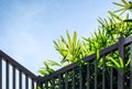 Green plant with blue sky background Royalty Free Stock Photo