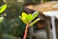 A green plant on a blurry background