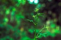 Green plant  with green bokeh light at sunrise   spring nature Royalty Free Stock Photo