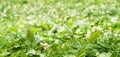 Green Plant Border on Grass Background at Sunny Summer Day