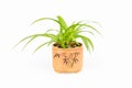 Green plant bracketplant Royalty Free Stock Photo