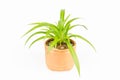 Green plant bracketplant Royalty Free Stock Photo