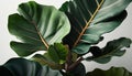 Green plant branch brings tropical freshness indoors generated by AI