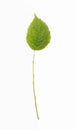 Green plant branch with leaf isolated on a white Royalty Free Stock Photo