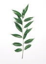 Green plant branch willow leafs stem isolated on a white backgroun