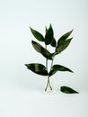 Green plant branches in a glass bottle on a blue background