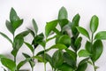 Green plant branches on white background. Nature, beauty concept.