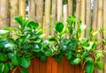 Green plant in brown wooden pot and bammboo walll garden deco