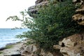 Green plant bush growing on stones against the sea Royalty Free Stock Photo