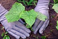 Green plant bush and hands with gloves in the ground Royalty Free Stock Photo