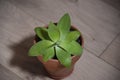 Green plant of Canary islands origin destined for interior decoration