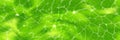 Green plant cell pattern under a microscope or abstract background Royalty Free Stock Photo