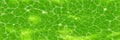 Green plant cell texture under a microscope or abstract natural wallpaper Royalty Free Stock Photo