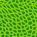 Green plant cell texture under a microscope or abstract nature seamless pattern Royalty Free Stock Photo