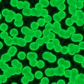 Green plant cells chlorophyll pattern seamless