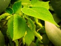 Green plant in chandigarh park