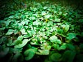 Green plant in chandigarh park