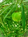 Green plant in chandigarh park