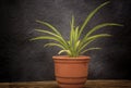 Green plant in clay pot Royalty Free Stock Photo