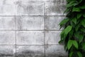 Green plant climbing on a cement white wall. Plant on white background.