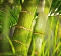 Green plant close-up