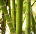 Green plant close-up Royalty Free Stock Photo