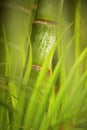 Green plant close-up Royalty Free Stock Photo