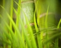 Green plant close-up