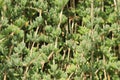 Green plant closeup background