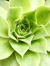 Green plant closeup Royalty Free Stock Photo