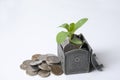 Green plant in coins in the chest and close rubles Royalty Free Stock Photo