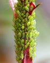 A green plant is covered in bugs Royalty Free Stock Photo