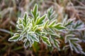 Green plant covered with frost