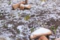 Green plant covered in snow with rocks Royalty Free Stock Photo