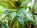 Green plant croton with big leaf in pot. Indoor garden, house plants. Croton in a basket. Close up. Royalty Free Stock Photo