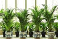 Green Plant Decoration