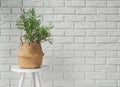 Green plant in a decorative basket in modern interior