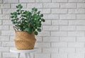 Green plant in a decorative basket in modern interior