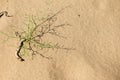 Green plant in desert dune sand background Royalty Free Stock Photo