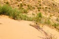 Green plant in desert dune sand background Royalty Free Stock Photo