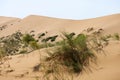 Green plant in desert dune sand background Royalty Free Stock Photo