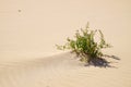 Green plant in a desert Royalty Free Stock Photo