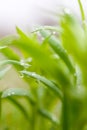 Green plant with dew drops Royalty Free Stock Photo