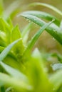 Green plant with dew drops Royalty Free Stock Photo