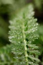 Green plant with dew drops Royalty Free Stock Photo