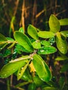 Green plant dew drops forest water Royalty Free Stock Photo