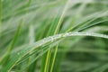 A green plant with drop of water Royalty Free Stock Photo