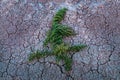 Green Plant on a Dry Cracked Desert Royalty Free Stock Photo